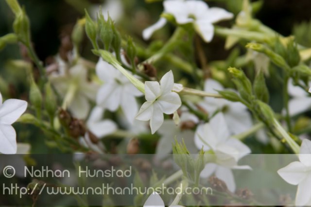 Flower_2008-10-05_IMG_2206